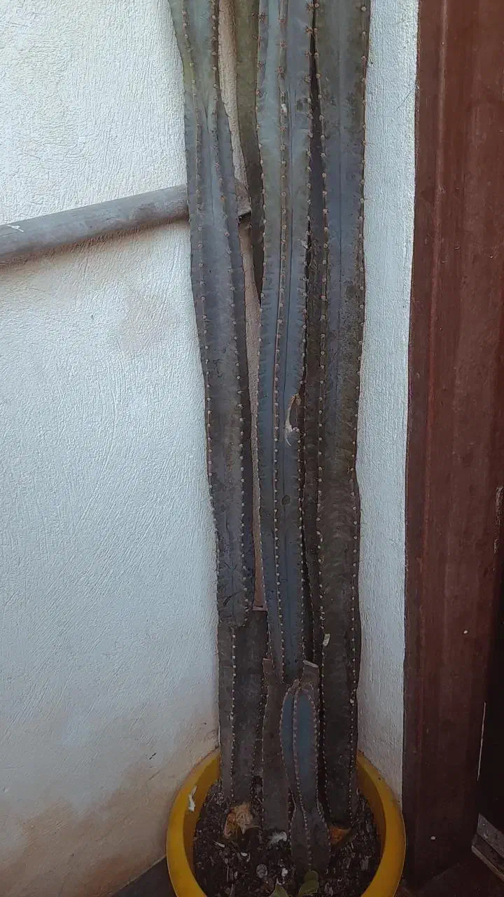 کاکتوس|گل و گیاه طبیعی|نکا, |دیوار