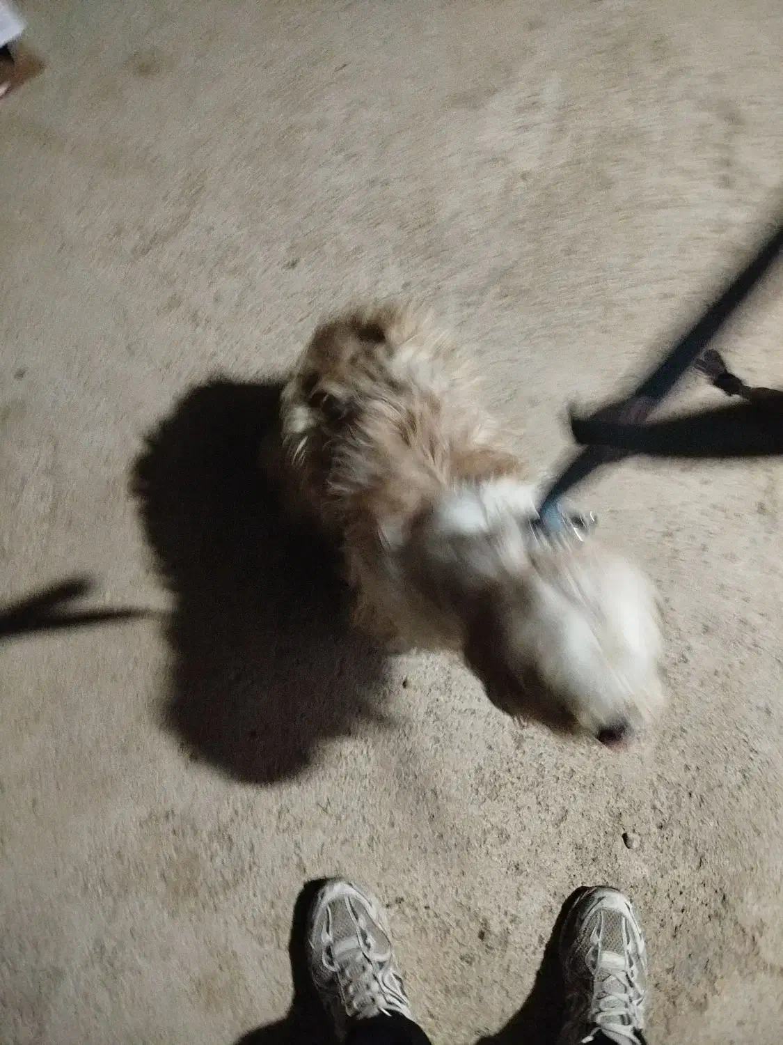 سگ سفید|سگ|یاسوج, |دیوار