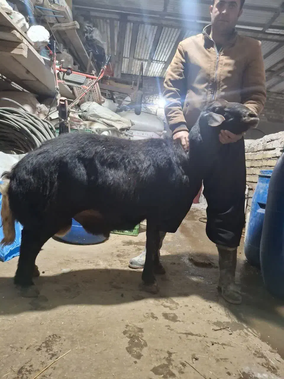 قوچ دوساله|حیوانات مزرعه|باغ حلی, |دیوار