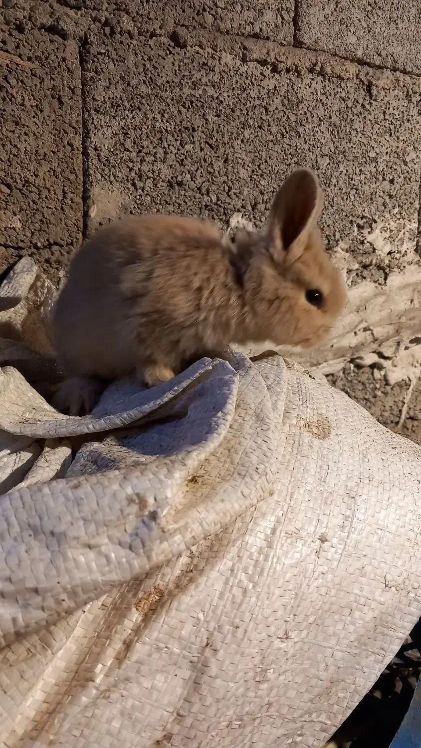 خرگوش های لپ|موش و خرگوش|آمل, |دیوار