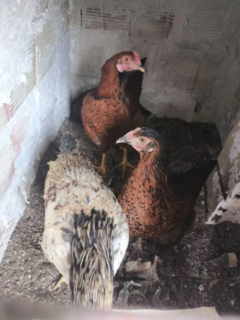 مرغ محلی تخمگذار و خروس محلی|حیوانات مزرعه|وحیدیه, |دیوار