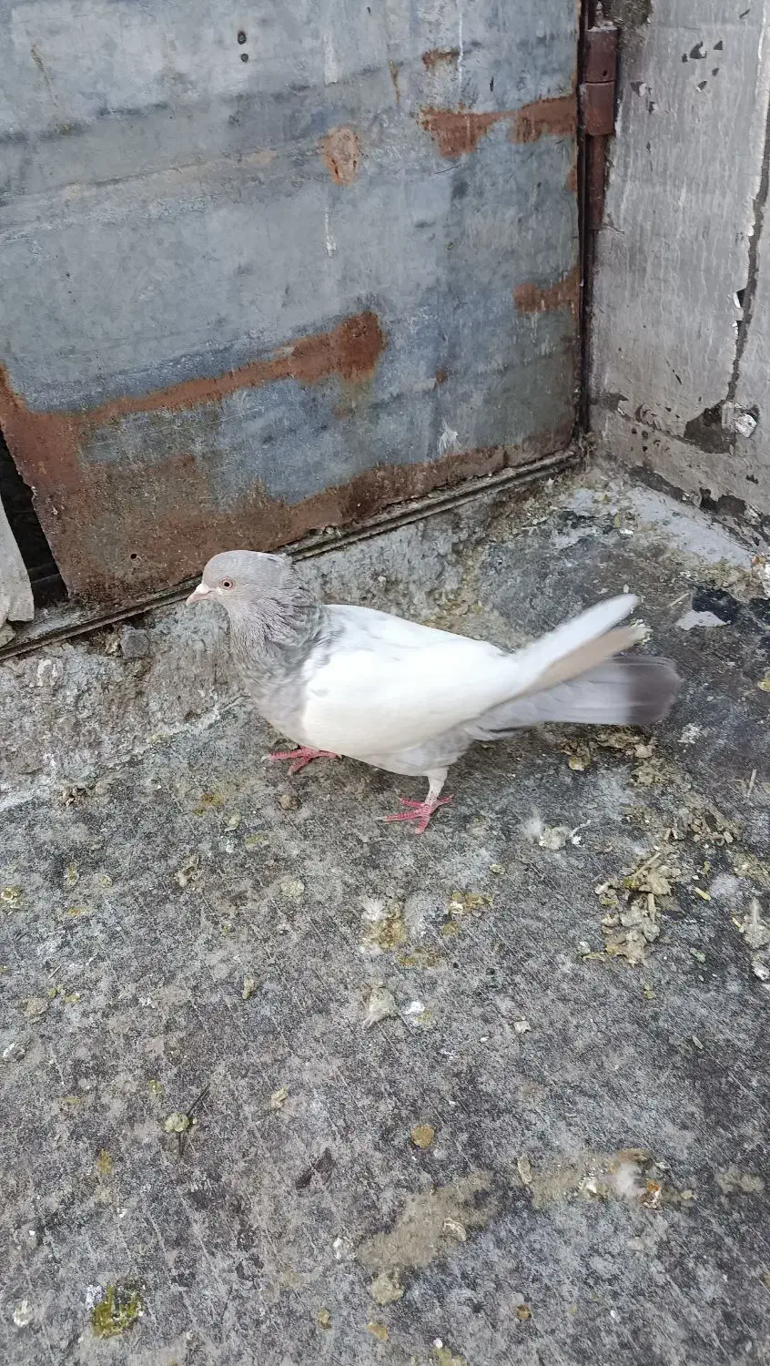 کفتر سینه سونی ماده|پرنده|شیراز, کوشک میدان|دیوار