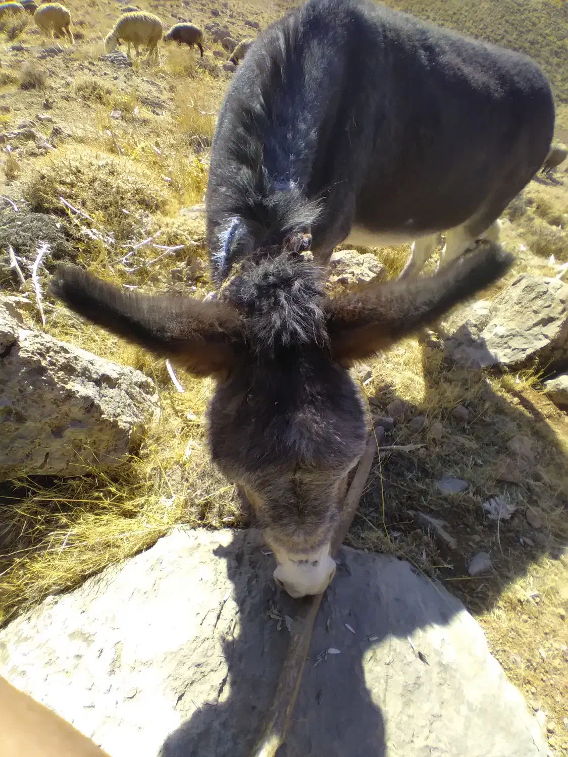 خر یا الاغ فروشی گله ای|حیوانات مزرعه|بلداجی, |دیوار