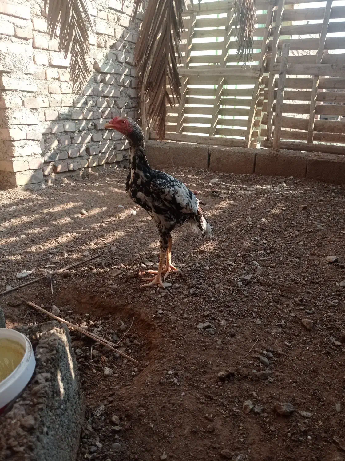 خروس|حیوانات مزرعه|ایرانشهر, |دیوار