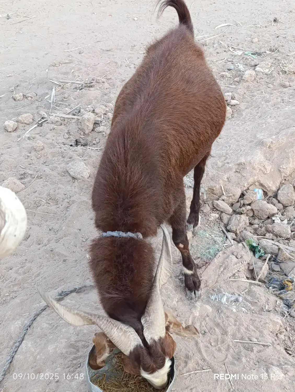 فروشی|حیوانات مزرعه|جازموریان, |دیوار