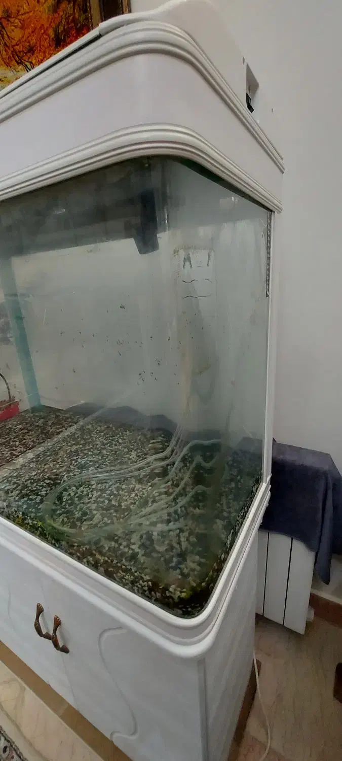 اکواریم شرکتی ۸۰ سانت (خم)|ماهی|تهران, شهرک محلاتی|دیوار