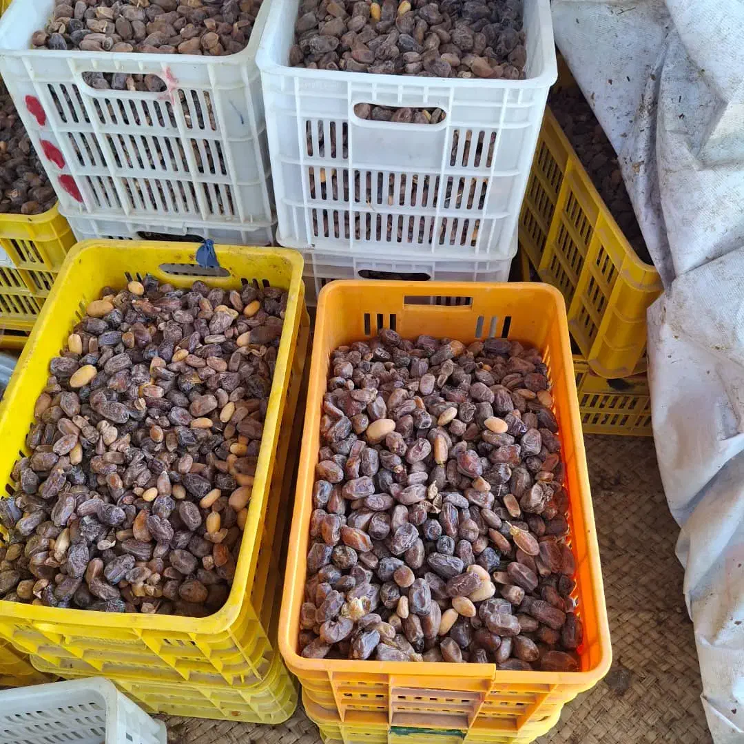 خرمای کبکاب درجه یک فله و بسته بندی|خوردنی و آشامیدنی|شیراز, بازار|دیوار