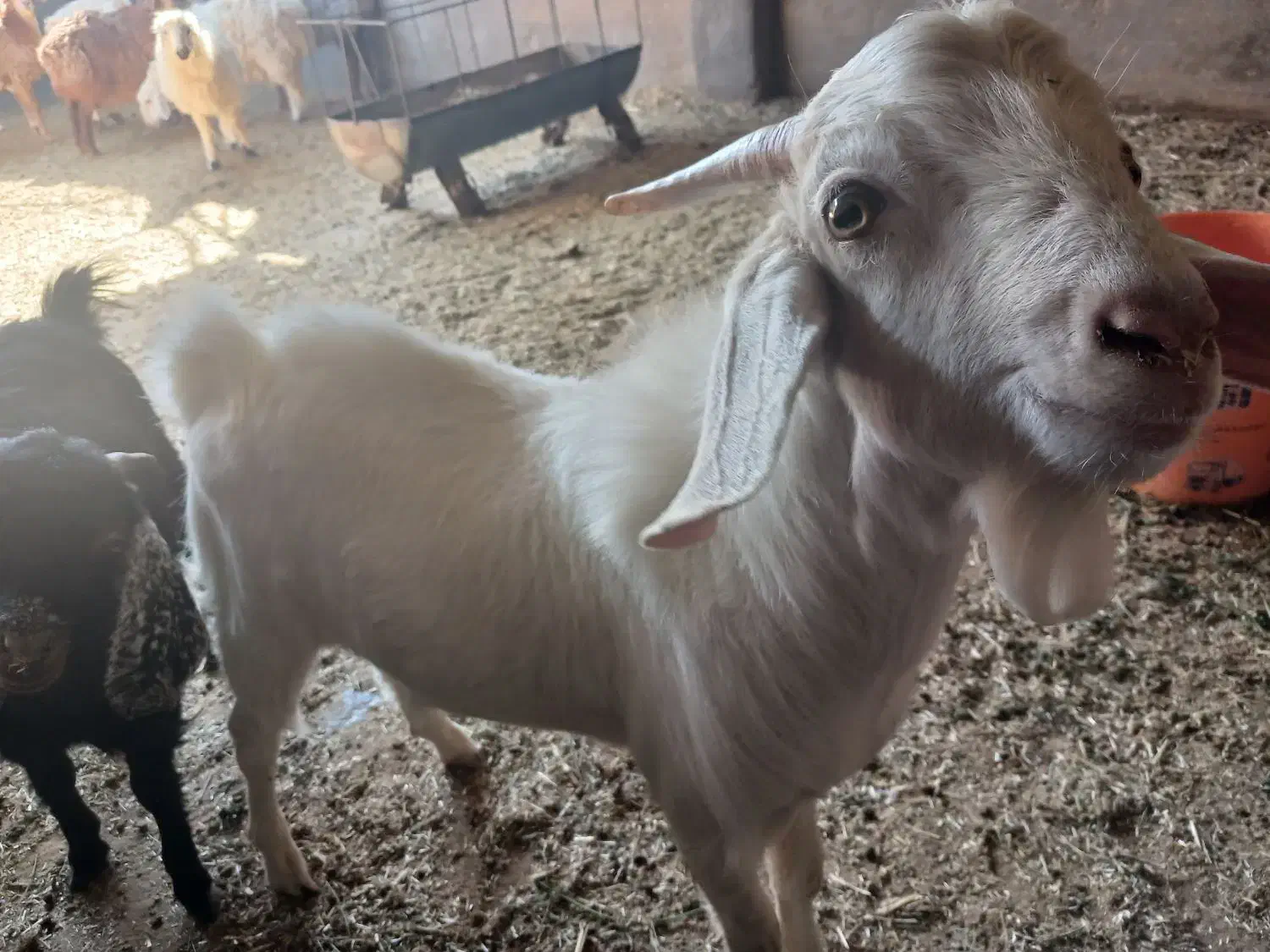 بزسانن|حیوانات مزرعه|خوسف, |دیوار