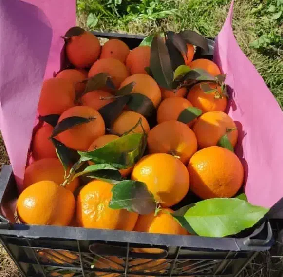 نارنگی خارو شیرین|خوردنی و آشامیدنی|شیراز, گلشن|دیوار