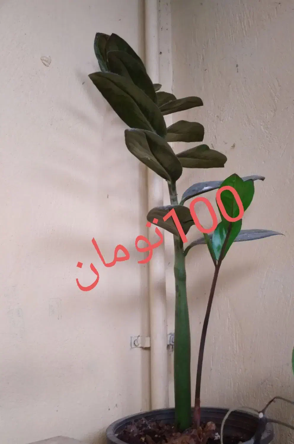 گل طبیعی|گل و گیاه طبیعی|جهرم, |دیوار