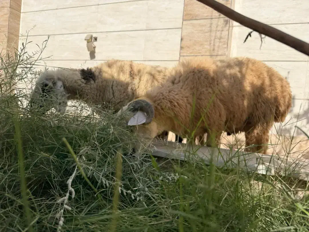 تعدادی بره و کهری|حیوانات مزرعه|بندرعباس, |دیوار