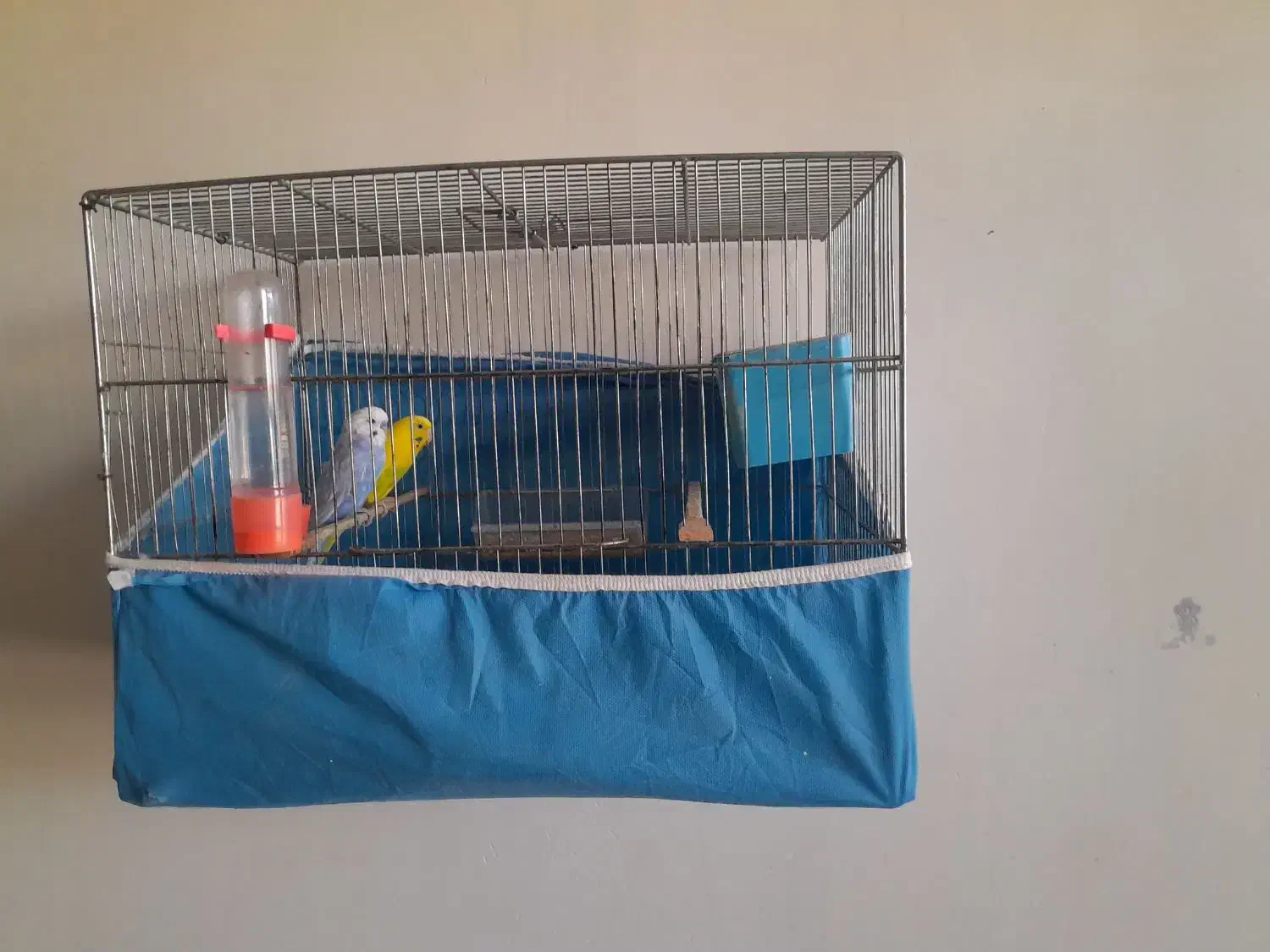 مرغ عشق|پرنده|نورآباد, |دیوار