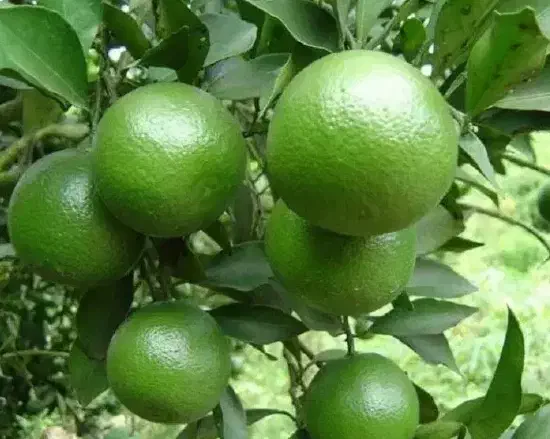 فروش نارنج|خوردنی و آشامیدنی|بندر انزلی, نوروزی|دیوار