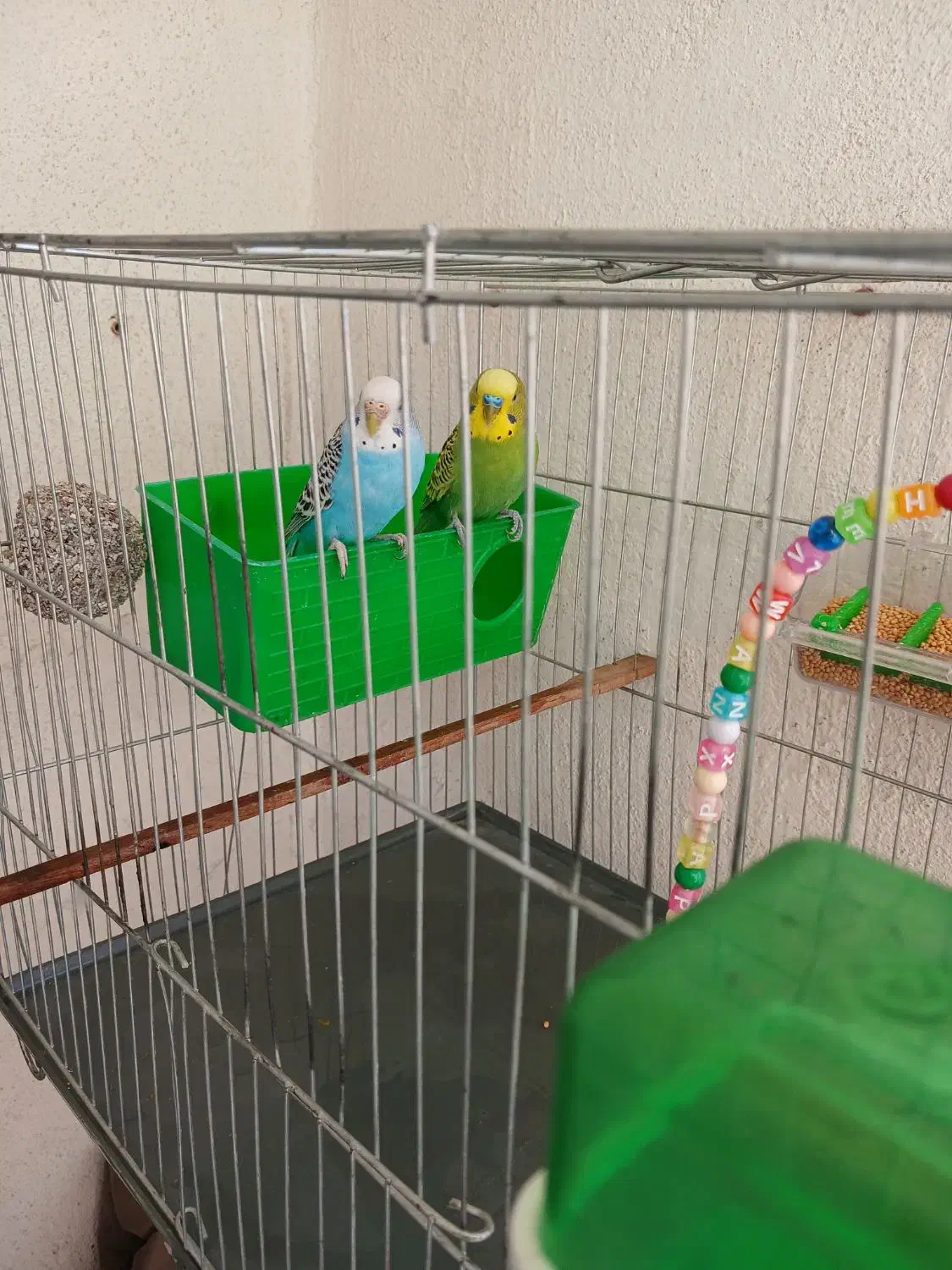 مرغ عشق|پرنده|فردیس, فردیس|دیوار