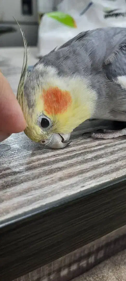 عروس هلندی گمشده در دزفول|حیوانات|دزفول, |دیوار