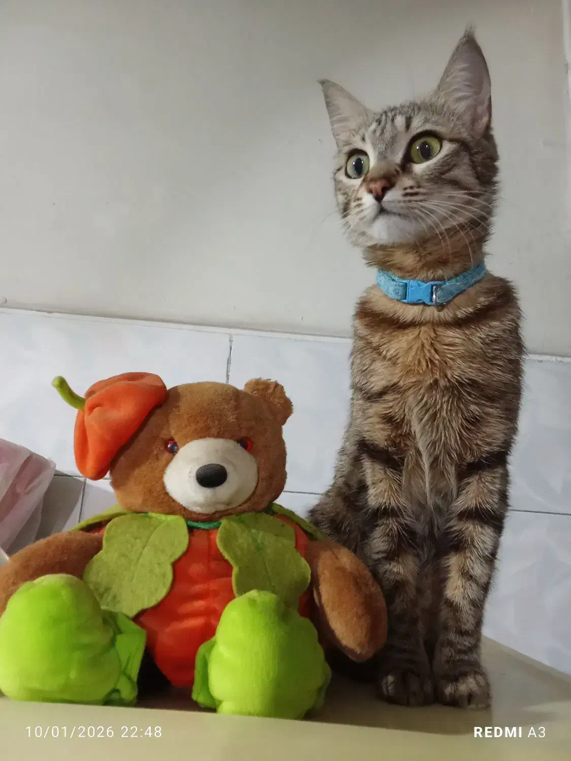 واگذاری بچه گربه|گربه|کرج, فاز ۲ مهرشهر|دیوار