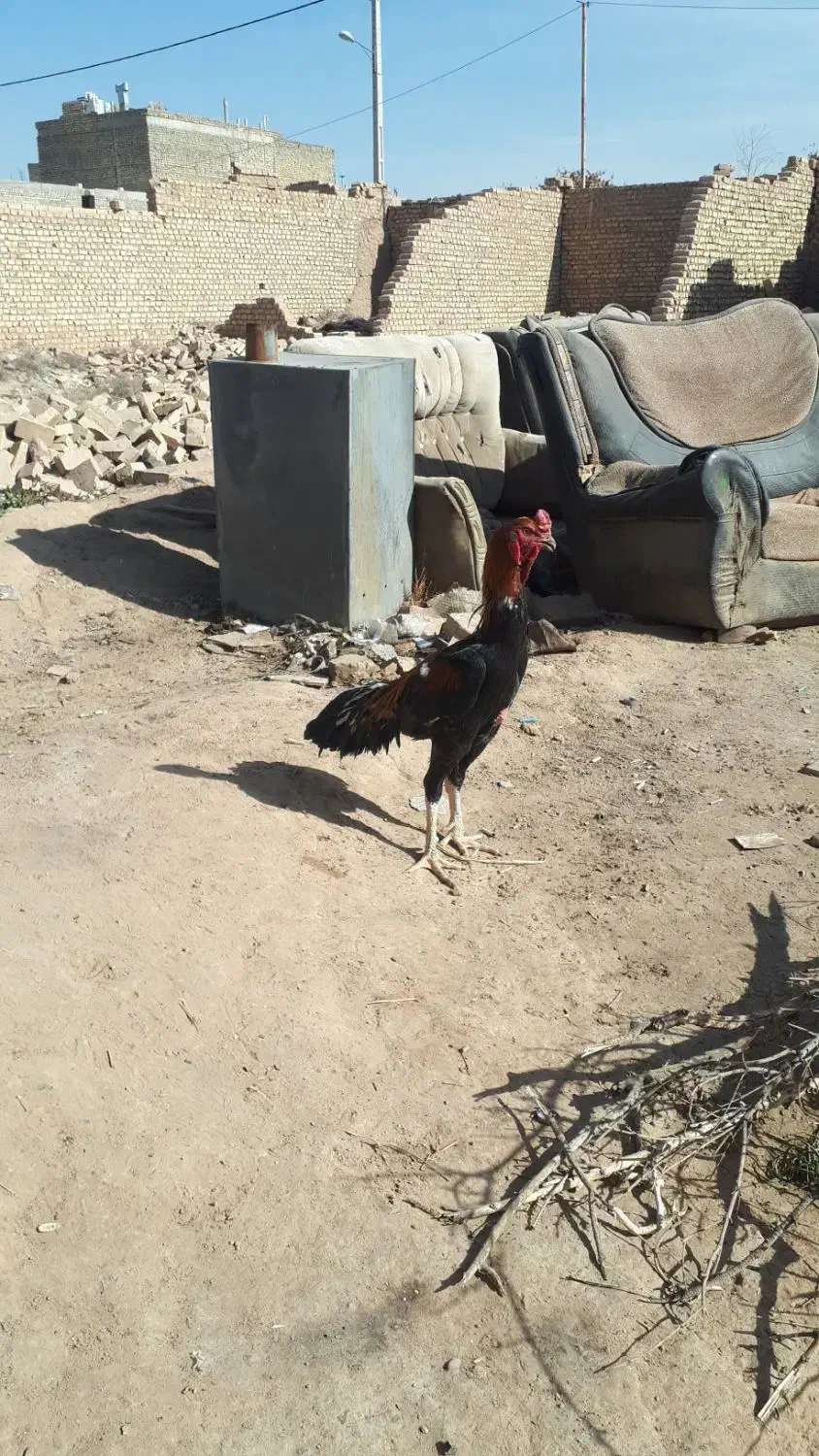 خروس لاری|حیوانات مزرعه|تهران, افسریه شمالی|دیوار