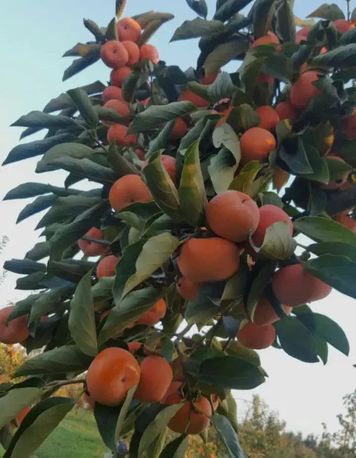 نهال خرمالو سیبی با کیفیت|خدمات باغبانی و درختکاری|سمیرم, |دیوار