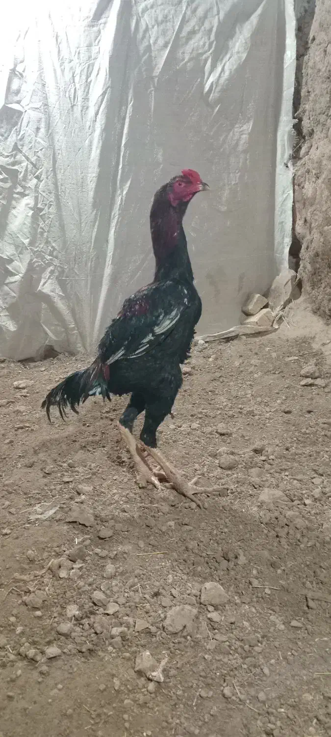 خروس لاری|حیوانات مزرعه|زنجانرود, |دیوار