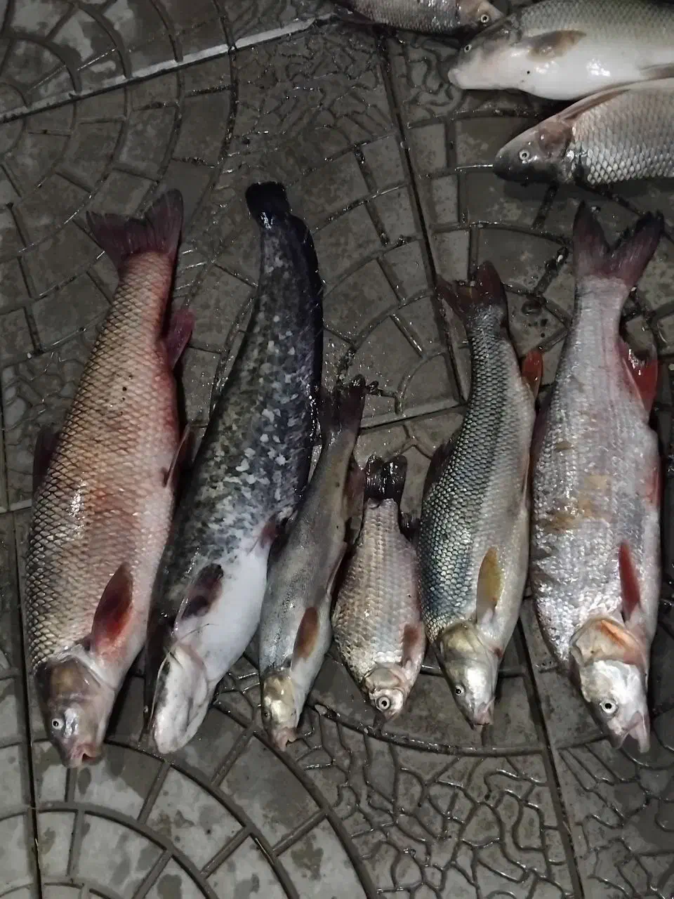 ماهی های آراز تازه|ماهی|مرند, |دیوار