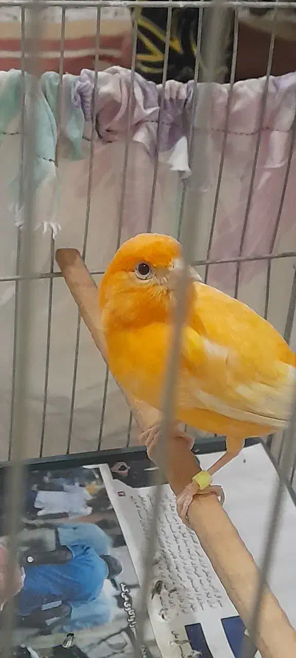 قناری ماده اماده پرتقالی جوان صاف و اتو کشیده|پرنده|گلستان (تهران), |دیوار