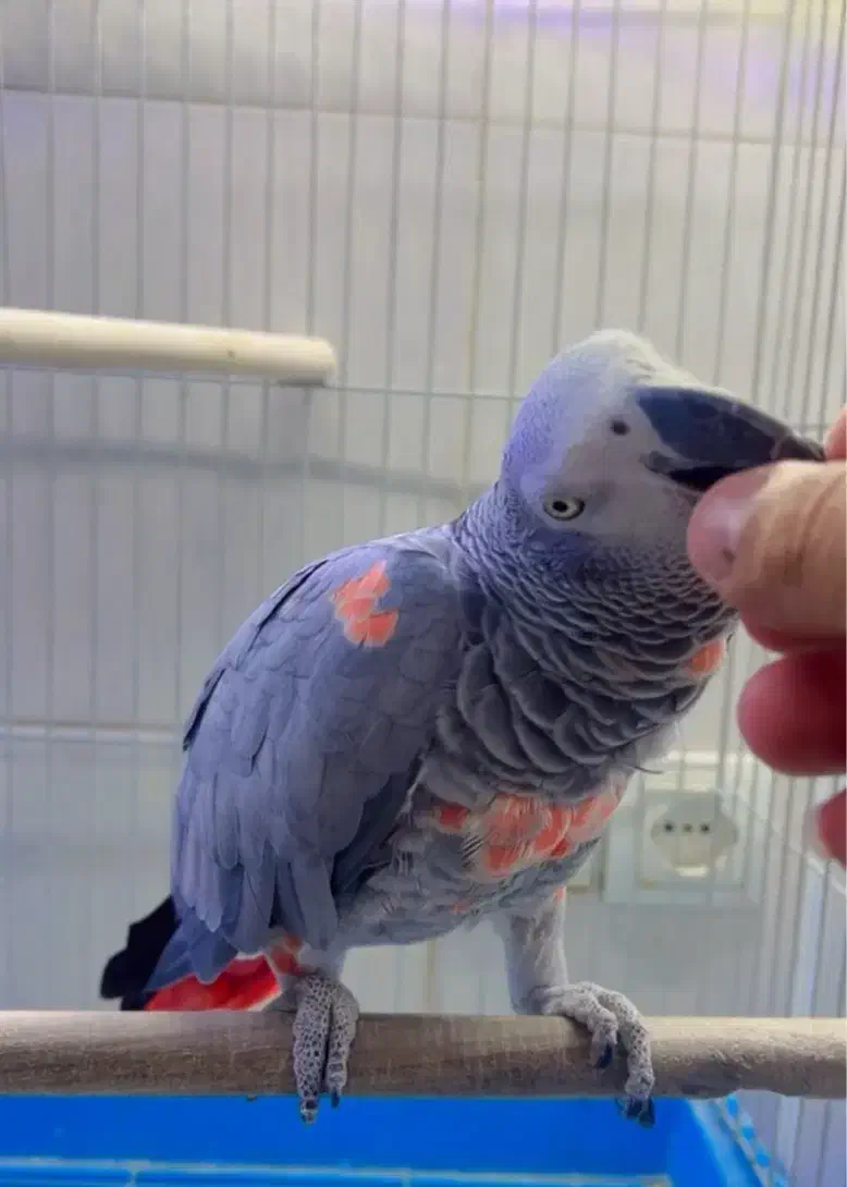 دنیای پرندگان|پرنده|شیراز, لب آب|دیوار