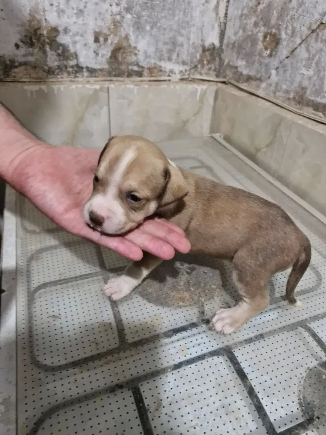 واگذاری سگ پیت بول|سگ|قم, شاه ابراهیم|دیوار