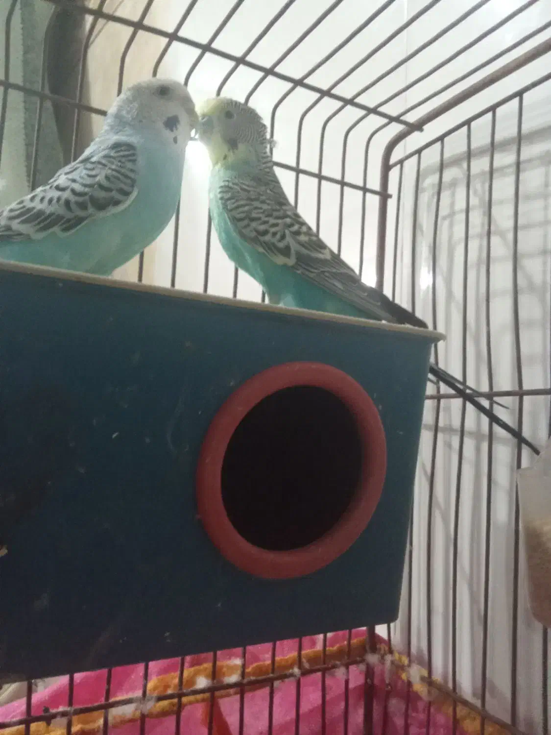 مرغ عشق|پرنده|برخوار, |دیوار