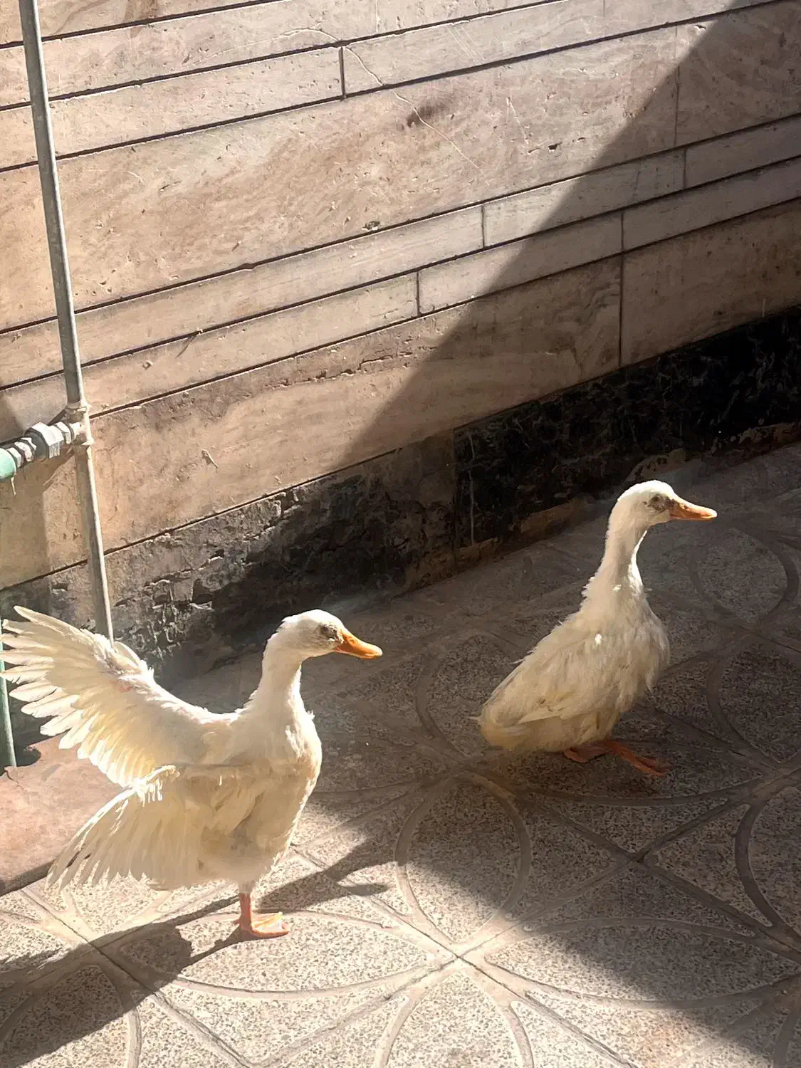 اردک|حیوانات مزرعه|مرودشت, ژیان|دیوار