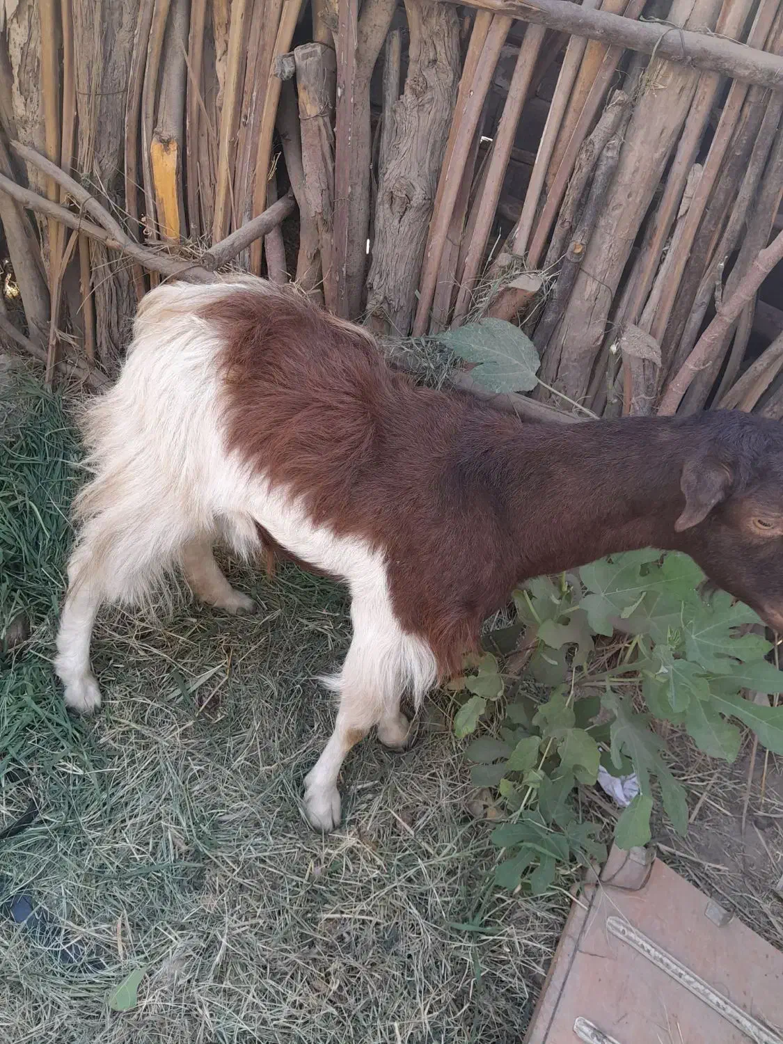 کیسه آبستن ۹۰۰۰۰۰۰|حیوانات مزرعه|جیرفت, |دیوار