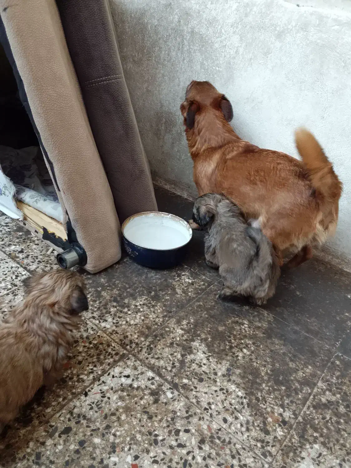 باسلام بدونه چونه یکی دومفت|سگ|دزپارت, |دیوار