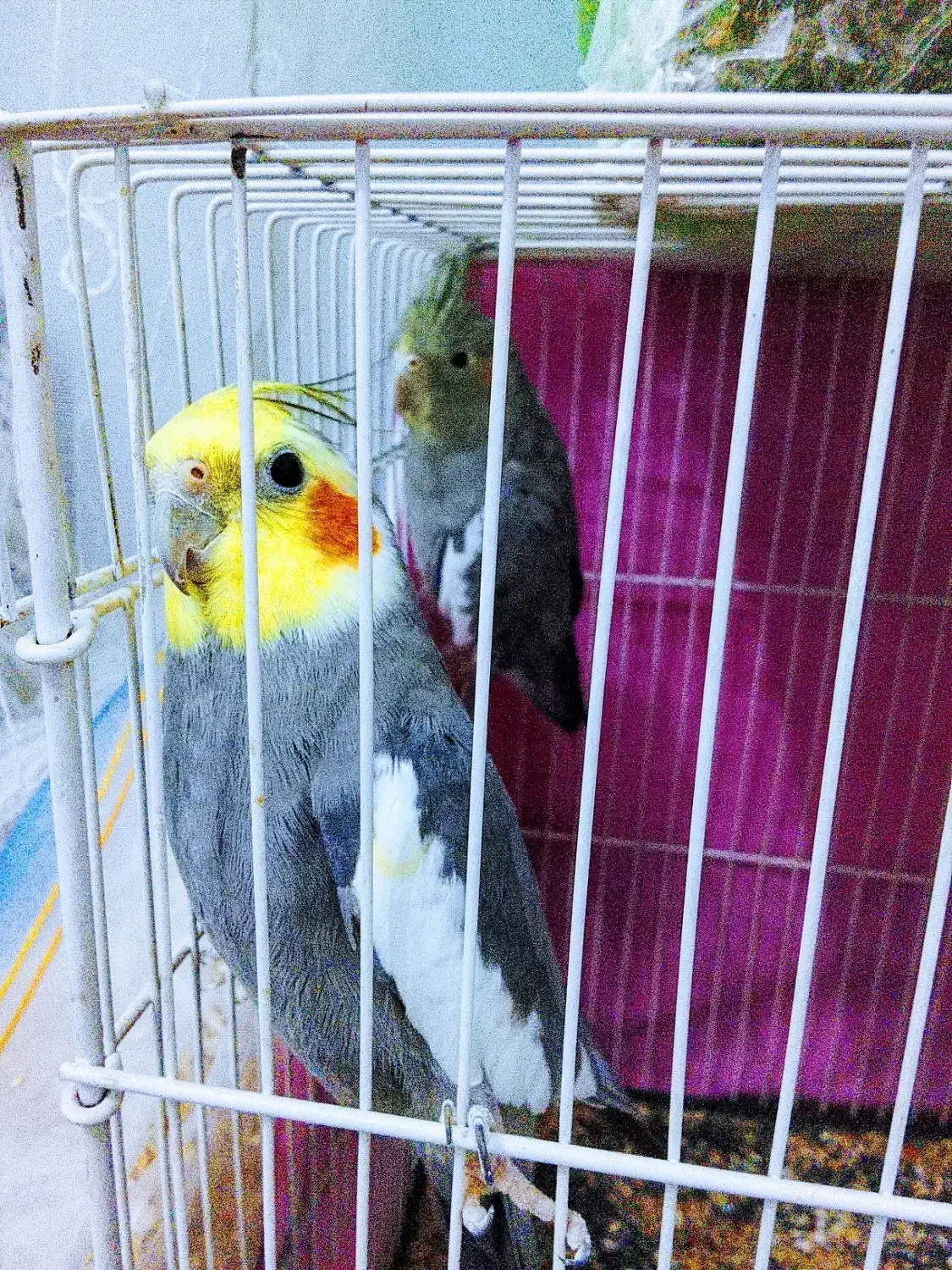 عروس هلندی و کوتوله برزیلی|پرنده|رضویه, |دیوار