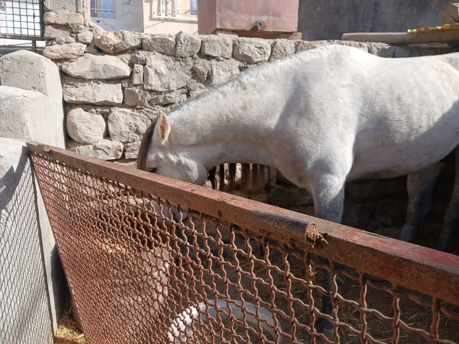 نریون|اسب و تجهیزات اسب‌سواری|قوچان, |دیوار