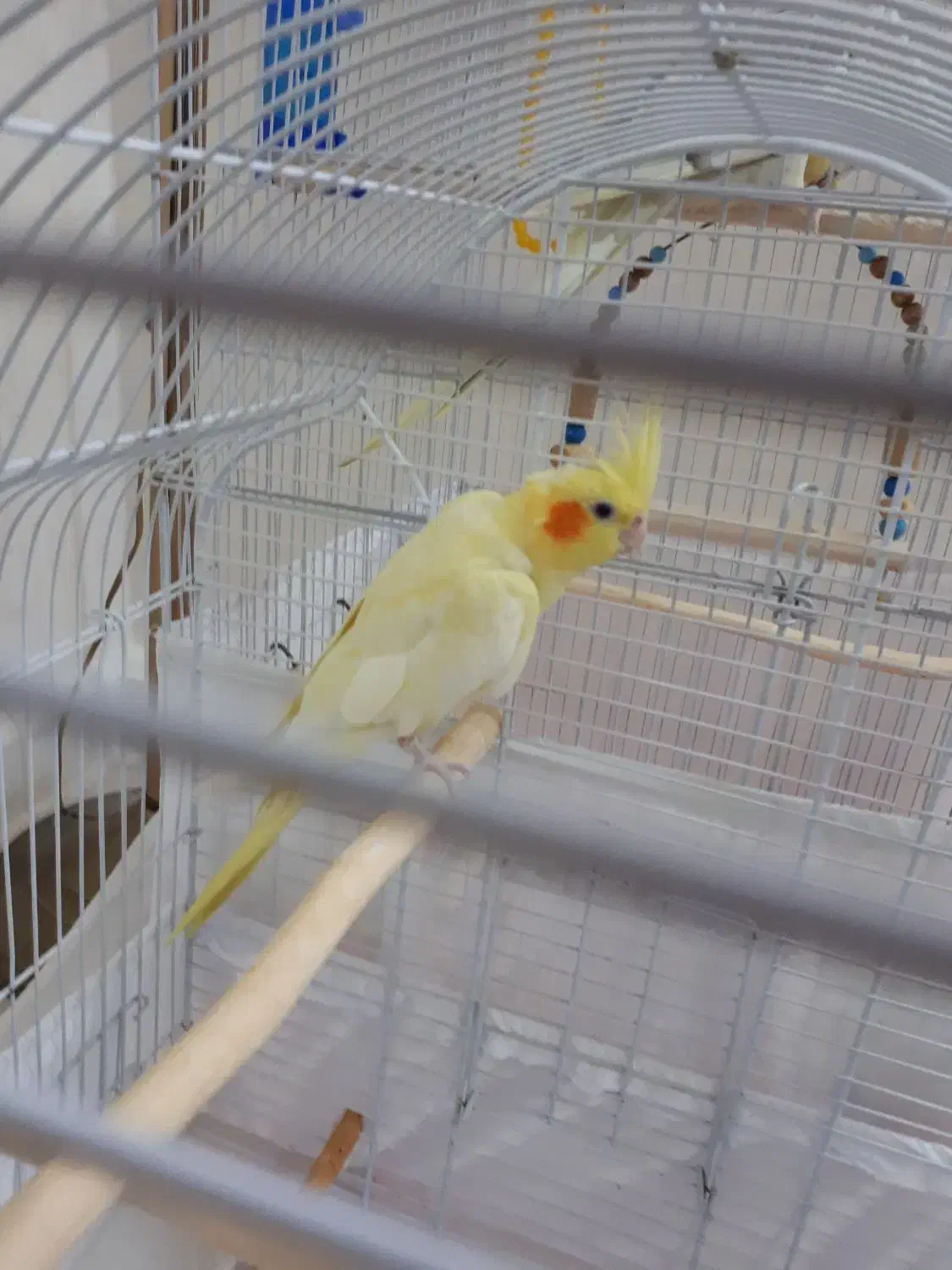 عروس هلندی|پرنده|تهران, شهرک زینبیه|دیوار