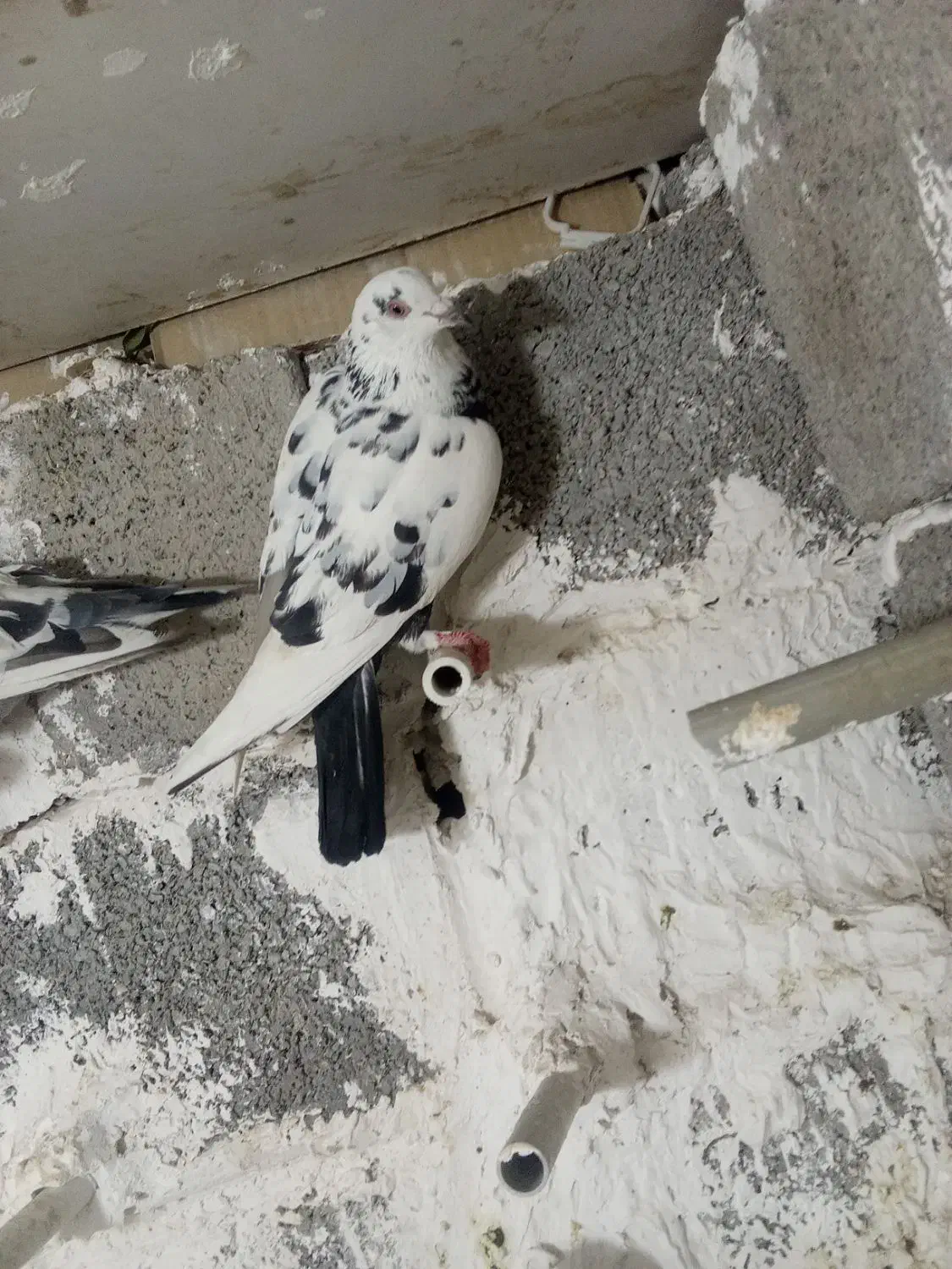 دو جفت کفتر فروشی روی هم|پرنده|جیرفت, |دیوار