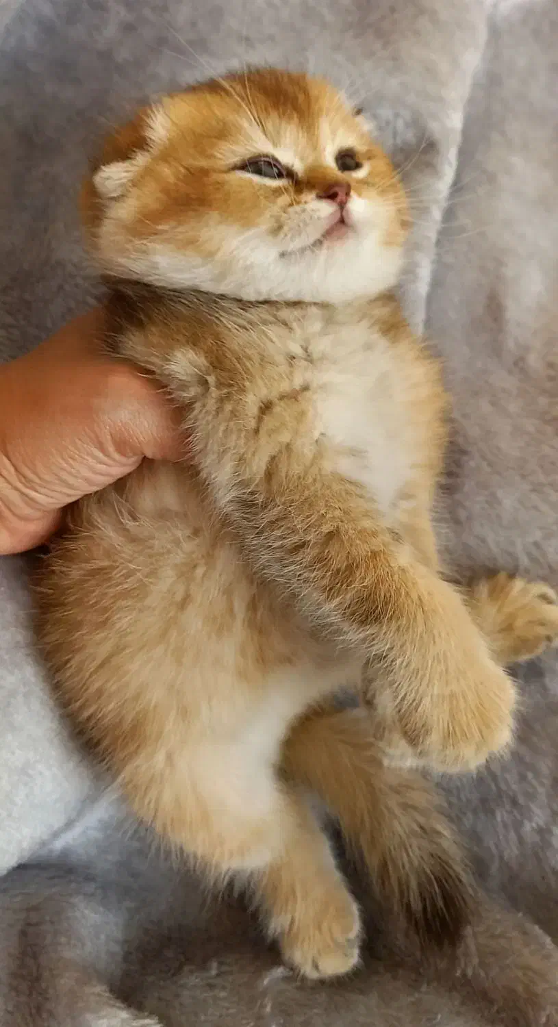 اسکاتیش ny12|گربه|تهران, شهرک هما|دیوار