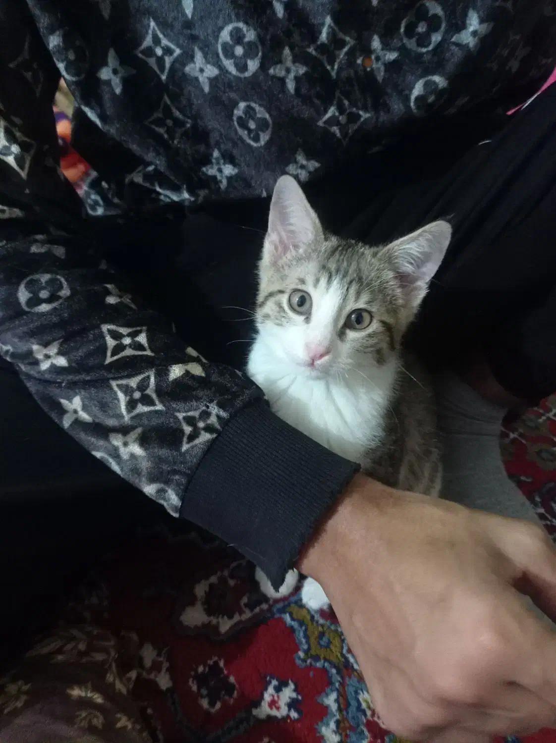 گربه خونگی خوشگل رایگان|گربه|گرگان, |دیوار