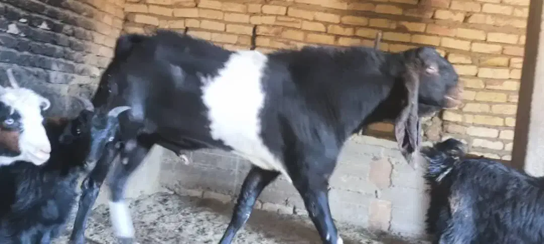 بزغاله پاکستانی اصل|حیوانات مزرعه|شهرضا, |دیوار