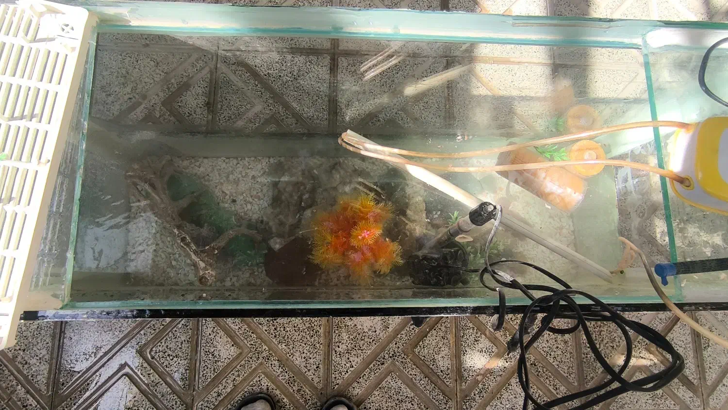 اکواریوم کامل|ماهی|لردگان, |دیوار