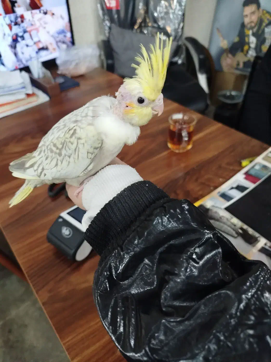 6عدد جوجه عروس هلندی|پرنده|ابهر, |دیوار