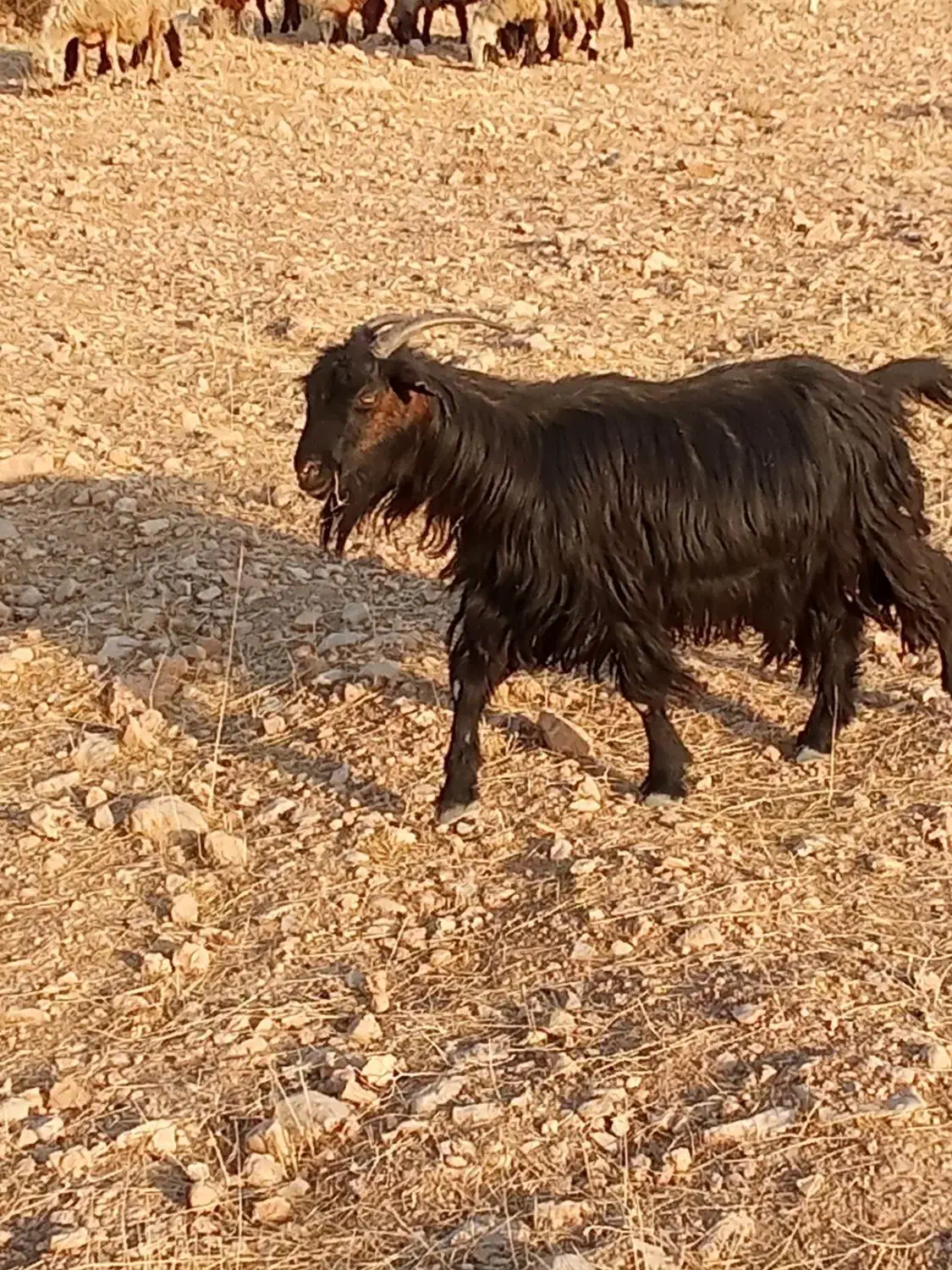 بز سراحال|حیوانات مزرعه|چرام, |دیوار