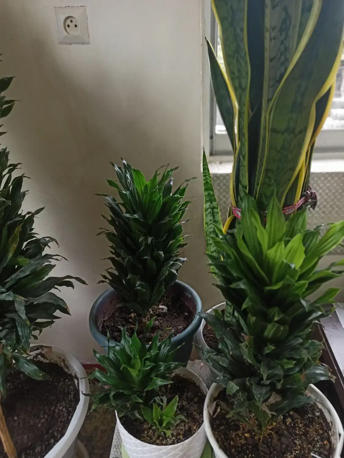 گلهای زینتی|گل و گیاه طبیعی|رشت, کوی مهر|دیوار