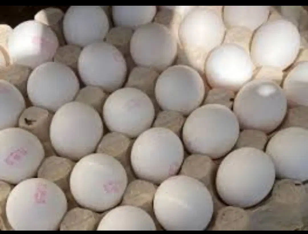 پخش تخم مرغ|خوردنی و آشامیدنی|هشتگرد, شهرک صنعتی هشتگرد|دیوار