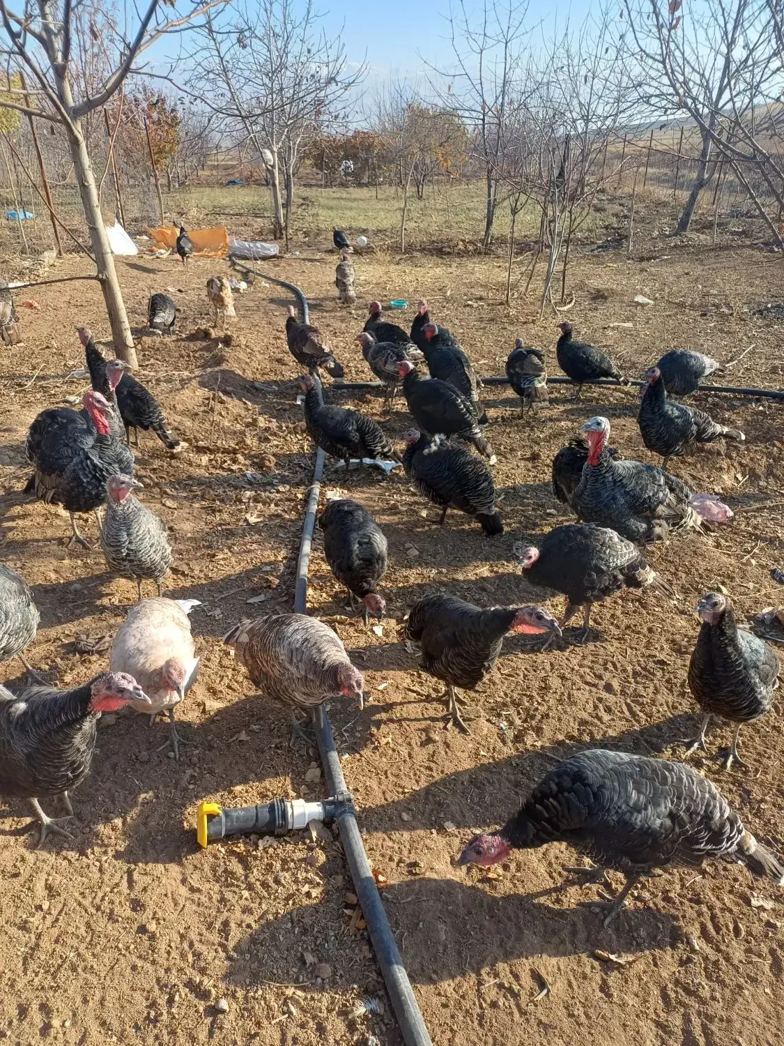 بوقلمون|حیوانات مزرعه|الشتر, |دیوار