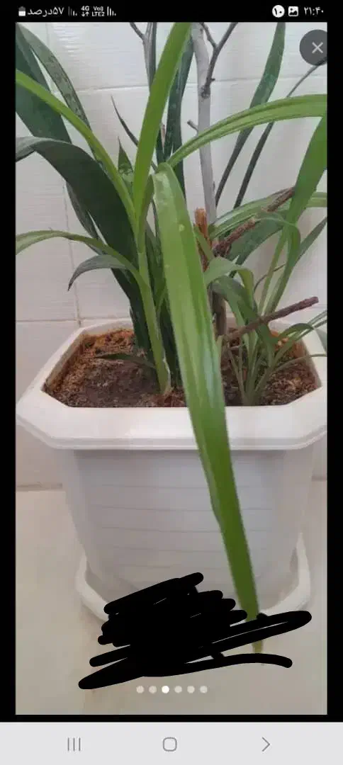 گل و گلدان طبیعی|گل و گیاه طبیعی|کرمانشاه, |دیوار