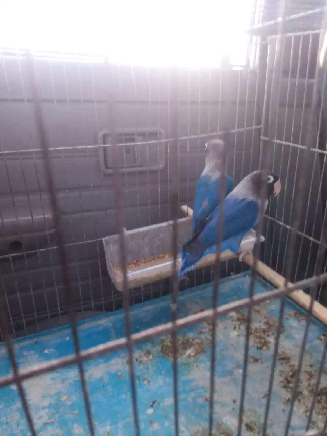 ی جفت عروس و دوعددنر 2جفت کوتوله 3عددقناری ماده|پرنده|مود, |دیوار