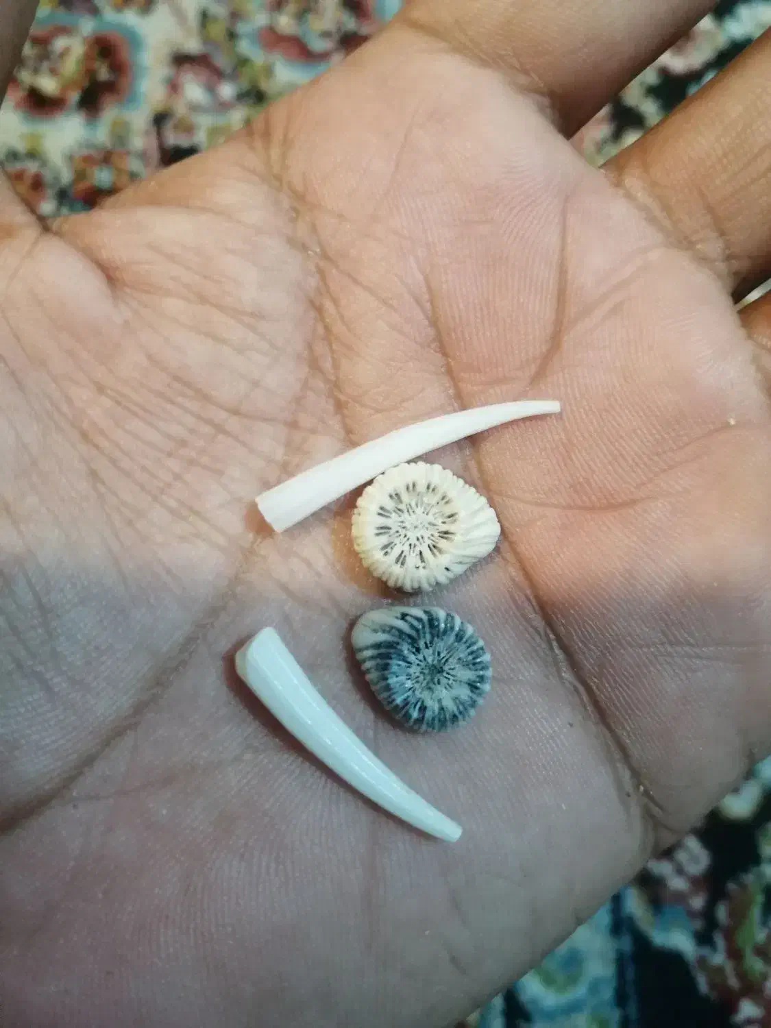 مهره اصل دریایی|کلکسیون اشیاء عتیقه|قم, کاسه گران|دیوار