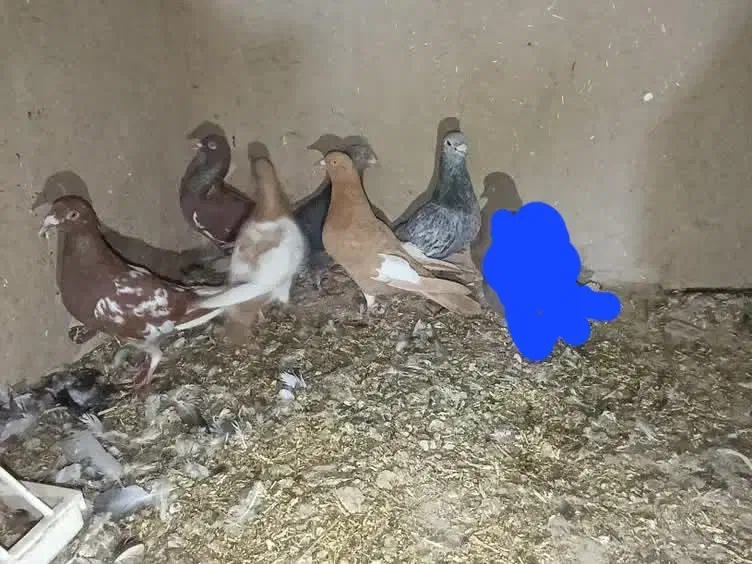 یهودی|پرنده|آشخانه, |دیوار