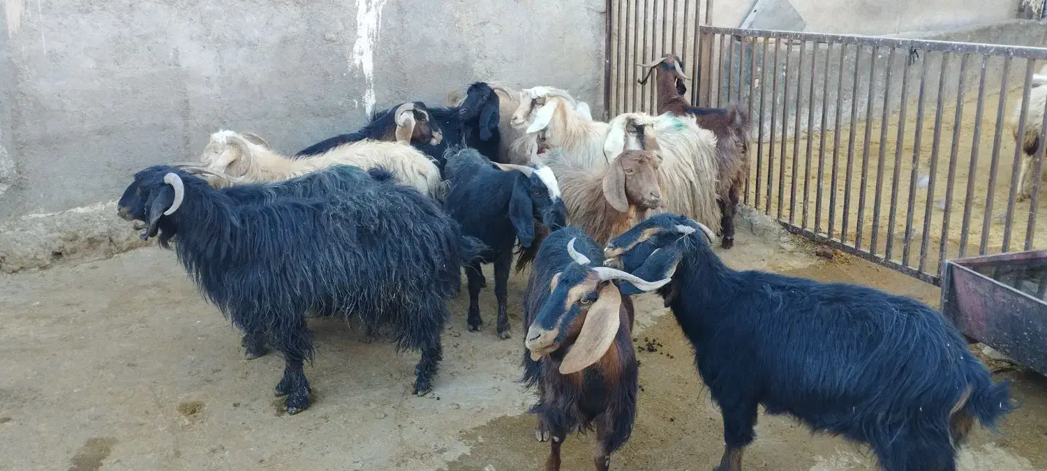 بز چاق برای عروسی|حیوانات مزرعه|نورآباد, |دیوار