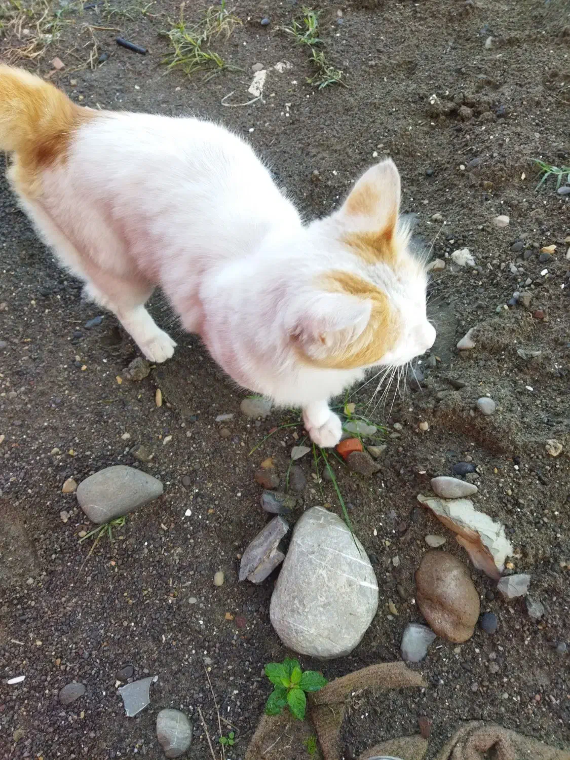 گربه خونگی|گربه|بندر انزلی, نیمه شعبان|دیوار